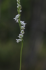 Spiranthes lacera lacera
