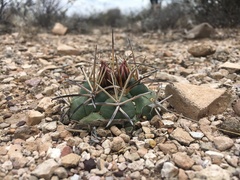 Coryphantha poselgeriana