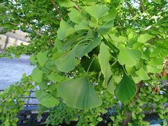 Ginkgo biloba