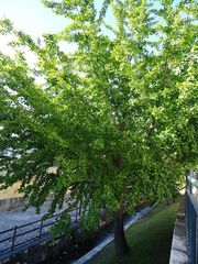 Ginkgo biloba
