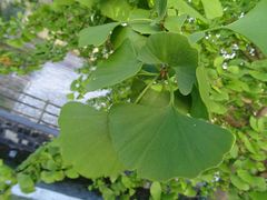 Ginkgo biloba