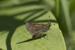 Polites themistocles