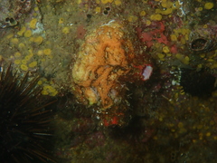 Pyura dura