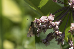 Polites themistocles