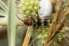 Chlorophorus trifasciatus