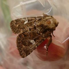 Properigea albimacula