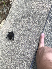 Pipistrellus javanicus