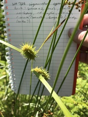 Carex bullata