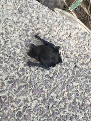 Pipistrellus javanicus