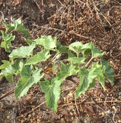 Calystegia macrostegia amplissima