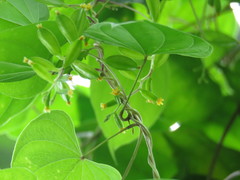 Dioscorea floridana