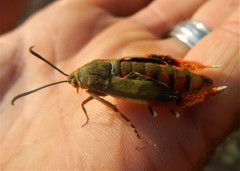 Eichlinia grande