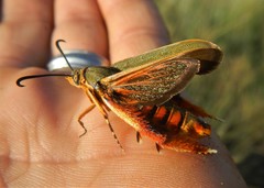 Eichlinia grande