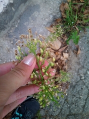 Erigeron canadensis