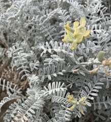 Astragalus miguelensis