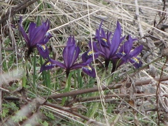 Iris reticulata