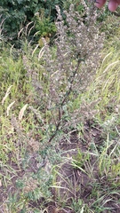 Artemisia vulgaris