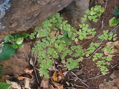 Adiantum tenerum