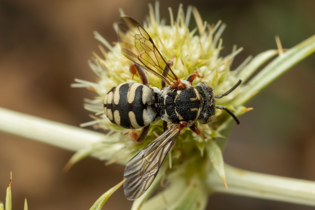 Epeolus transitorius