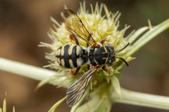 Epeolus transitorius