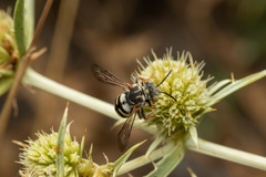 Epeolus transitorius