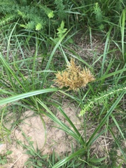 Cyperus esculentus leptostachyus