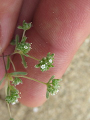 Eremocarya micrantha