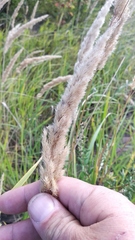 Calamagrostis epigejos
