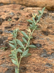 Pearsonia aristata
