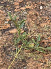 Pearsonia aristata