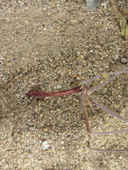 Eremocarya micrantha