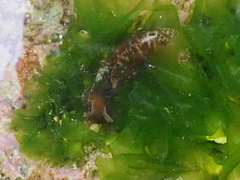 Aplysia reticulata image
