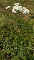 Achillea millefolium