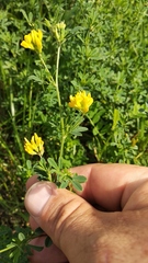 Medicago falcata