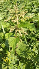 Urtica dioica