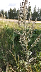 Artemisia absinthium