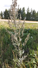 Artemisia absinthium