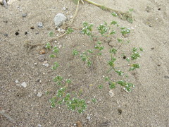 Eremocarya micrantha