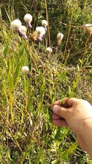 Cirsium arvense