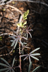Lupinus angustiflorus