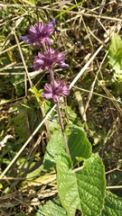 Salvia verticillata