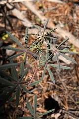 Lupinus angustiflorus