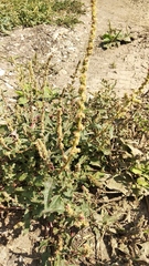 Atriplex tatarica