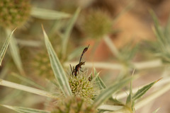 Gasteruption hastator