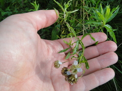 Achillea salicifolia