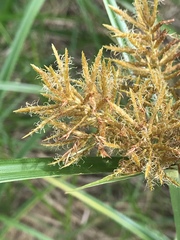 Cyperus esculentus leptostachyus