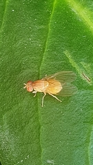 Sapromyza