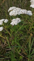 Achillea millefolium
