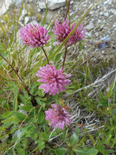 Raudonasis dobilas nuotrauka