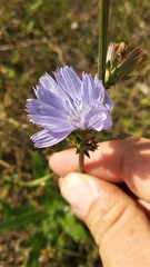 Cichorium intybus